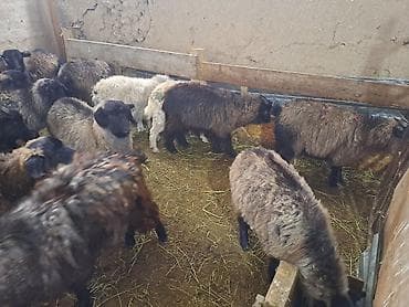 кочко: Продаю | Овца (самка) | Полукровка | Для разведения | Матка — 4