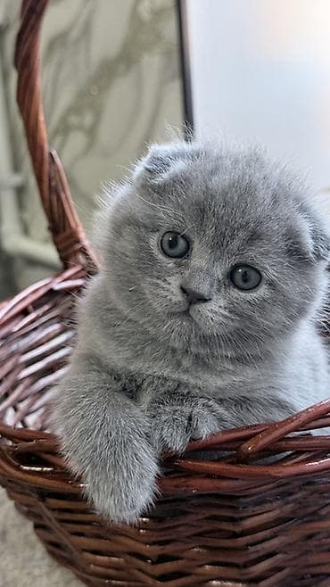 мейн кун фото цена: Скотиш Фолд (Шотландская вислоухая), 1 месяц, Девочка, Голубой — 1