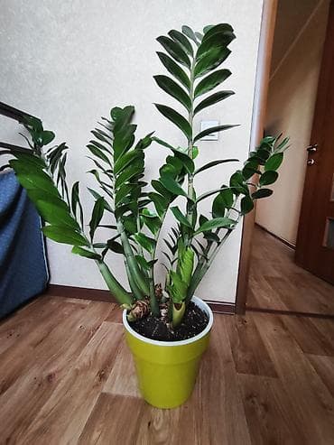 комнатная роза купить: Замиокулькас (Zamioculcas zamiifolia) в горшке. - Кустовой экземпляр — 3