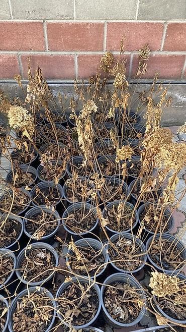 сирень гул: Саженцы — 9