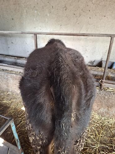 Кемирүүчүлөр: Сатам | Бука (эркек) | Швиц | Бордоп семиртүү үчүн | Байланган — 2