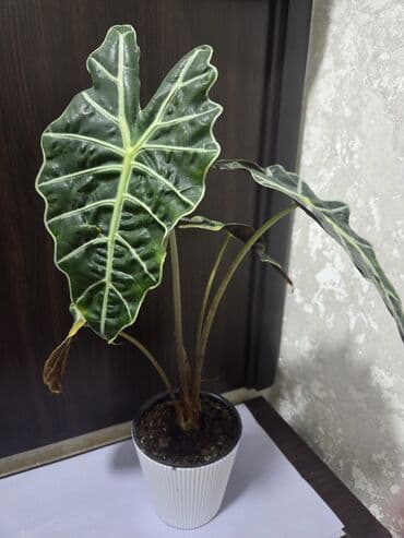 комнатное дерево: Комнатные растения: 1) Хамедорея (дипсис) в декоративном горшке - — 2