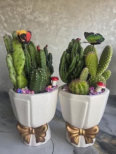 Бөлмө өсүмдүктөрү: Суккуленты и кактусы в горшках — декоративные мини-композиции для дома — 4