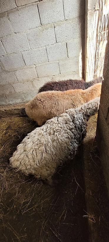 стрижка для овец: Продаю | Ягненок | Для разведения — 7