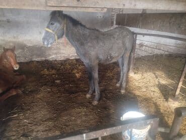 купить собаку шпица недорого: Продаю | Жеребенок | Полукровка | Для разведения — 1