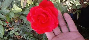 вьющиеся розы бишкек: Саженцы роз оптом — 7