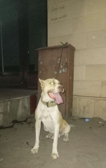 собака продам: Пёс крупного атлетичного типа, окрас палевый с белыми отметинами — 2