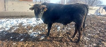 Кемирүүчүлөр: Сатам | Бука (эркек) — 5