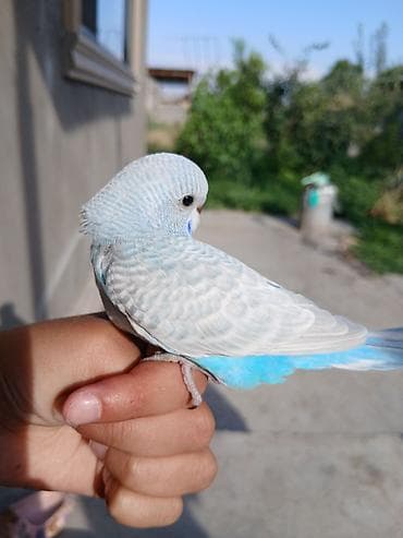 балык кумар: Молодые волнистые попугаи. самки и самцы. ручные, здоровые, активные — 2