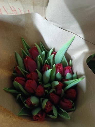 цветок молочай: Букеты из тюльпанов в крафтовой упаковке.за 1 штуку свежие с грядки — 1