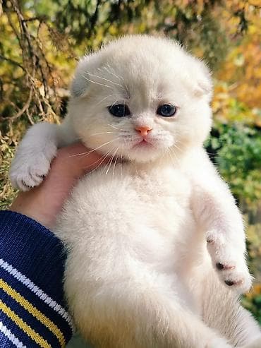 кошки скотиш фолд: Вязка !!! Читайте внимательно! Не продаётся. Молодой привозной котик — 7
