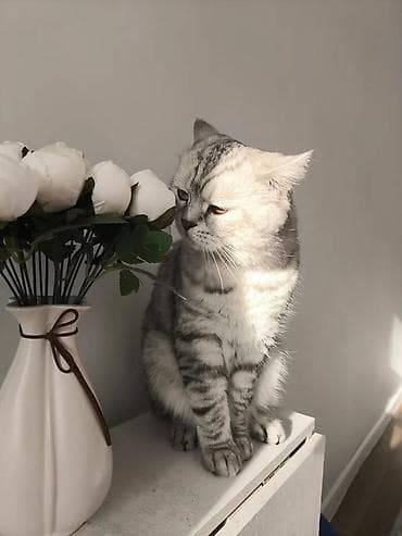 когтеточка: Скотиш Фолд (Шотландская вислоухая), 1 месяц, Девочка, Серый, Приучена к лотку — 4