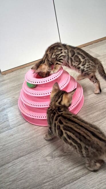 продать собаку: Бенгальская, 2 месяца, Девочка, Приучена к лотку, Проглистована, С документами — 5