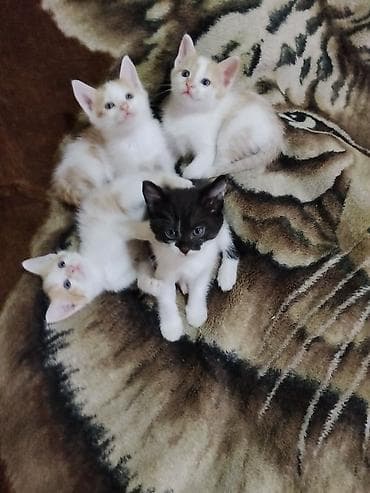 сколько стоят мейн куны: Котята, помёт из 4 малышей. Окрас: - три бело-рыжих (кремовые пятна — 1