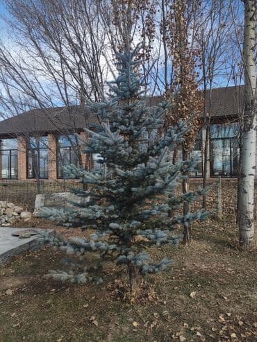 Саженцы деревьев: Ели