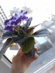 укорененные листики фиалок: Фиалка с несколькими бутонами. любит рассеянный свет, но не прямые — 3