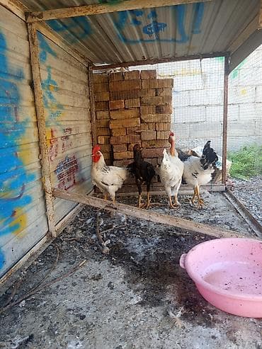 бролерные куры: Продаю | Петух | Бойцовая | Для разведения — 8
