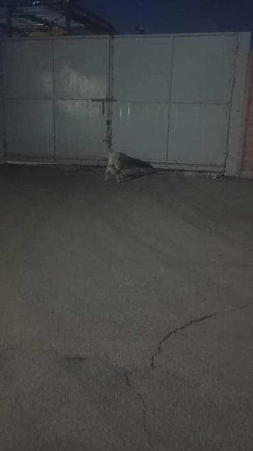 Ит кууту: Собака-компаньон/сторож. Среднего размера, светлый окрас — 2