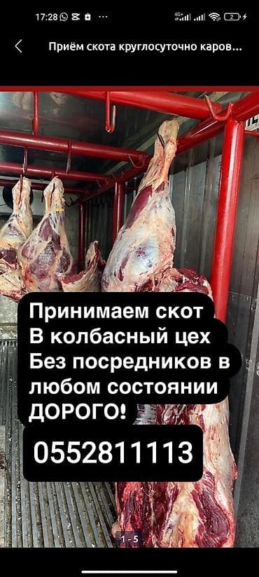 арашан ко: Сатып алам | Уйлар, букалар, Жылкылар, аттар | Бардык шартта, Союуга, этке, Бордоп семиртүү үчүн — 2