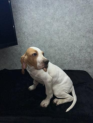 шинки афчарки: Чистокровные Щенки Английского пойнтера !возраст 3 Месяца, Привитые — 4