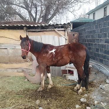 эшек жаныбар: Сатам | Байтал | Кара Жорго | Жумушка — 1