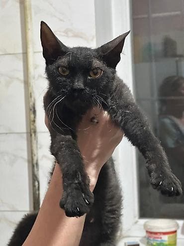 тай кони: Корниш-рекс, 8 месяцев, Девочка — 2