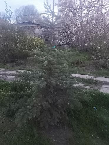 лавровое дерево: Ель голубая (Picea pungens) - Декоративное хвойное дерево с плотной — 1