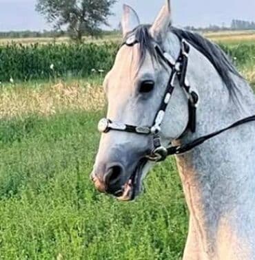 искусственные волосы на заколках бишкек: Новогодние подарки оригинальные подарки полезные подарки лучшие — 10