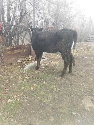 коровы ош: Продаю | Тёлка | Для разведения | Отела не было — 2