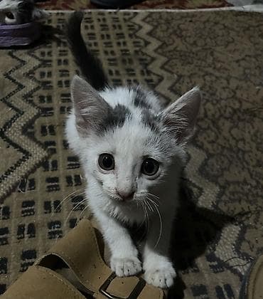 scottish fold: Котёнок, белый с серо‑чёрными пятнышками - Примерный возраст: котёнок — 4