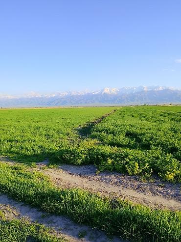 участок новапокровка: 2 соток — 3