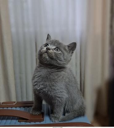 кошко: Скотиш Страйт (Шотландская прямоухая), 2 месяца, Мальчик, Голубой, Приучена к лотку, Проглистована — 3