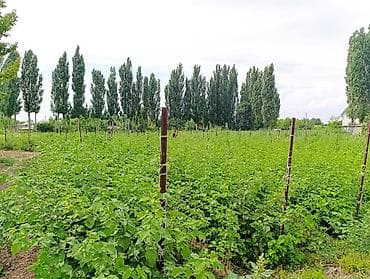 участок арча бешике: 14 соток, Для сельского хозяйства — 4