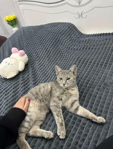 шиншилла британская кошка цена: Кошка даром: Египетский мау, 5 месяцев, Девочка, Приучена к лотку — 3