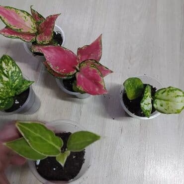 цветы уличные: Филодендроны, аглаонемы, гибискус, Антуриум красный — 6