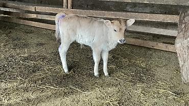 Услуги ветеринара: Продаю | Музоо, торпок | На откорм — 1