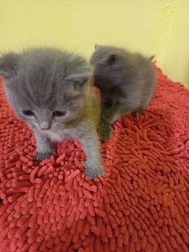 сколько стоит британская кошка: Продам котят британские голубой окраски цена договорная — 3