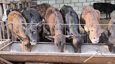 малёк рыбы: Продаю | Бык (самец), Тёлка | Ангус, Симментальская, Бельгийская | На откорм, Для разведения | Искусственник — 4