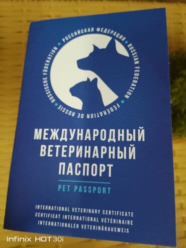 показы 1 354 72 договорная кошка даром британская короткошёрстная 1 год мальчик метис 2 позвонить написать: Скотиш Фолд (Шотландская вислоухая), 2 года, Мальчик, Белый — 4