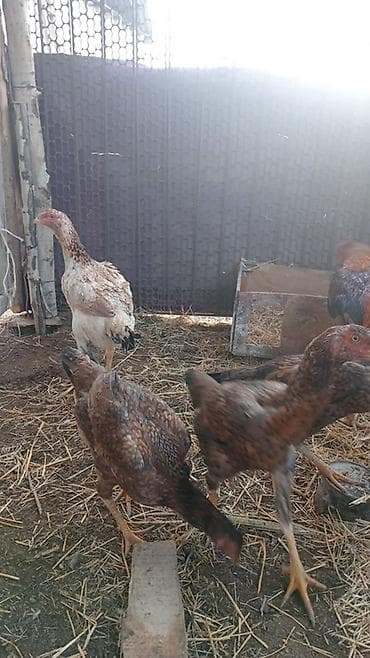 Продаю | Цыплята | Бойцовая | Для разведения