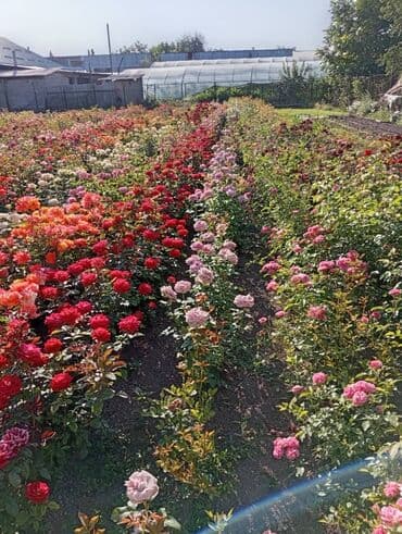 цветы искусственные бишкек: Көчөттөр гүлдүн: Розалар — 3