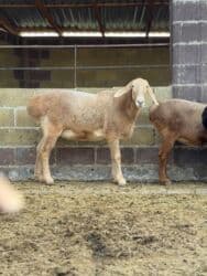 продажа козлов: Продаю | Овца (самка) | Арашан | Для разведения | Матка — 4