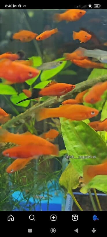 аквариумная рыбка: Более 40 видов рыб. Аквариумные рыбки. Гуппи Цихлиды Золотые рыбки — 9