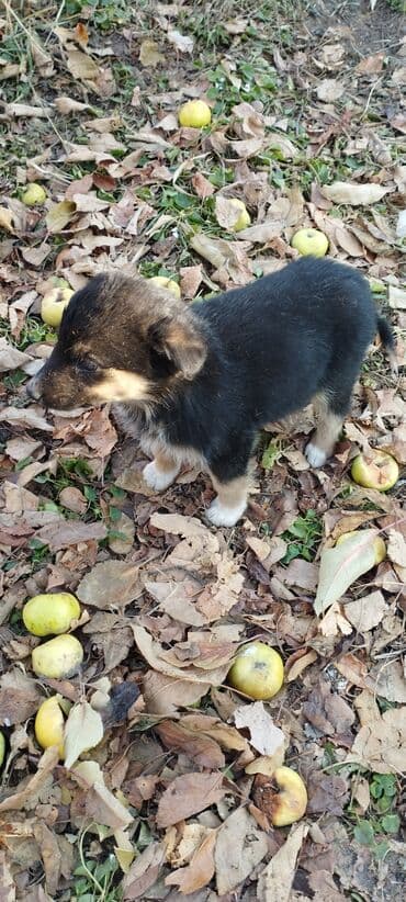 в какой приют можно отдать собаку: Щенки-метисы, помёт из нескольких малышей разной окраски. - Возраст — 1