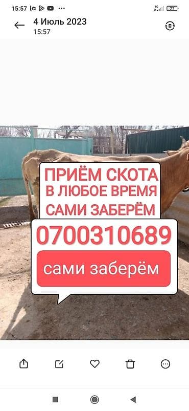 Колбасный цех : Коровы, быки, Лошади, кони, | Круглосуточно, Любое состояние, Забитый at lalafo.kg Колбасный цех : Коровы, быки, Лошади, кони, | Круглосуточно, Любое состояние, Забитый