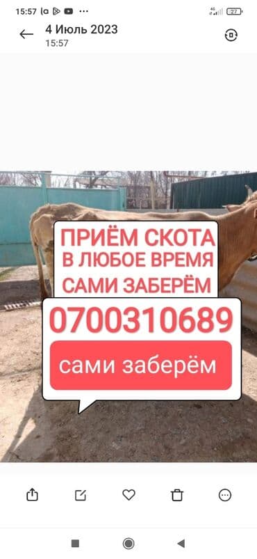 домик для животных: Куплю | Коровы, быки, Лошади, кони | Круглосуточно, Любое состояние, Забитый — 1