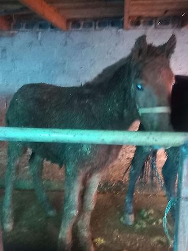 коне корсе: Продаю | Жеребец | Рабочий — 3