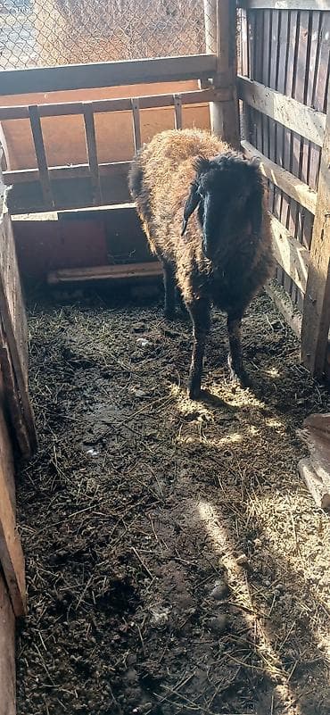 Услуги ветеринара: Продаю | Овца (самка) | Для разведения | Матка — 4