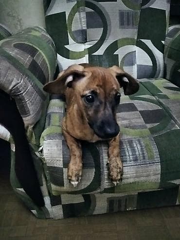 жардам берем: Продаю породистую собачку миниатюрная такса умная послушная к туалету — 4