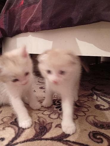 scottish fold: Котята, домашнее потомство. - Порода: беспородные (домашние). - — 1